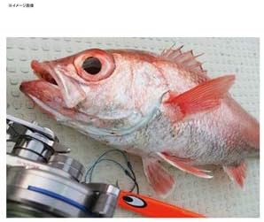 DAIWA Metal Jig Saltiga TG Baitology Lure