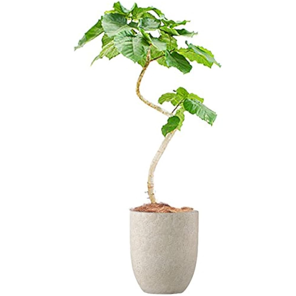 Green Pot Folio Alto Egg Cream 31×36.5cm EB-SL226031CR