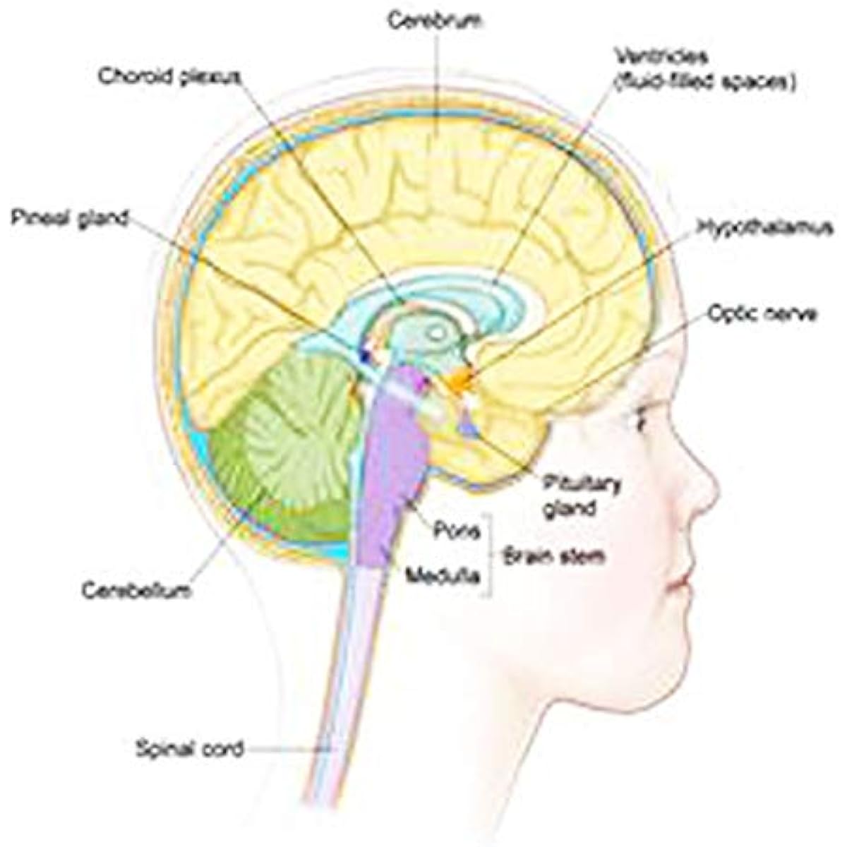 SomaEnergetics Pineal Gland Tuning Fork Pineal Gland Tuning Fork Tuner with Japanese Instruction Manual