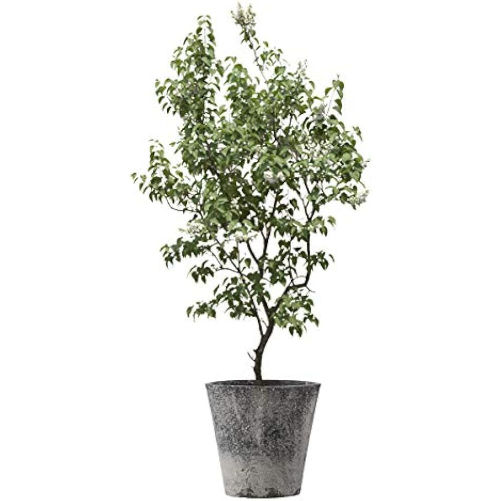 Green Pot Folio Solid Black Wash 43×40cm EB-SL227043BLW