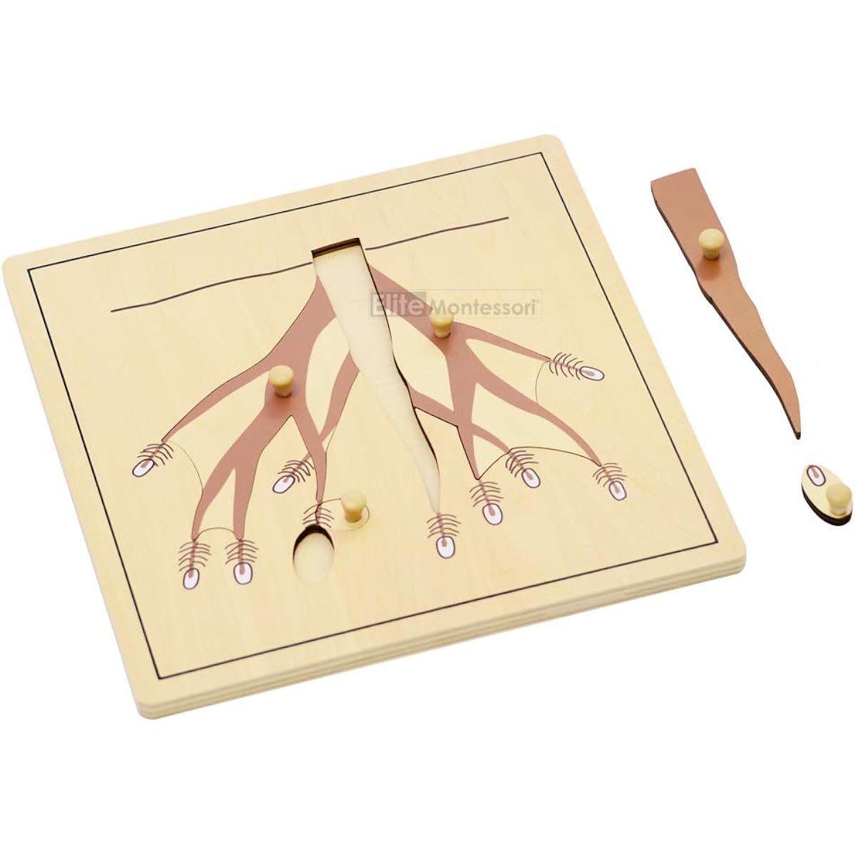 (Brown) - Montessori Root Puzzle