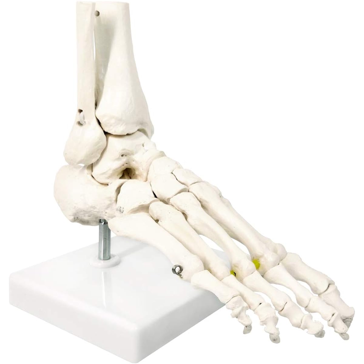 Foot bone model (all rubber rope).