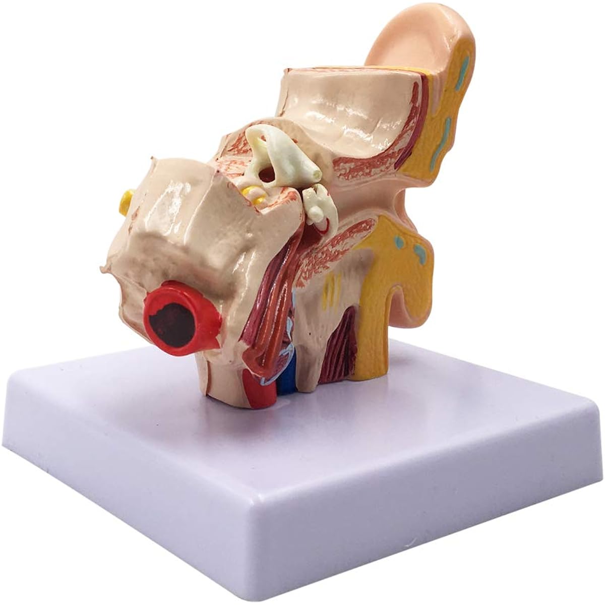 1.5X Human Ear Anatomy Model - Professional Desktop Ear Structure Simulation Model for Educational Use