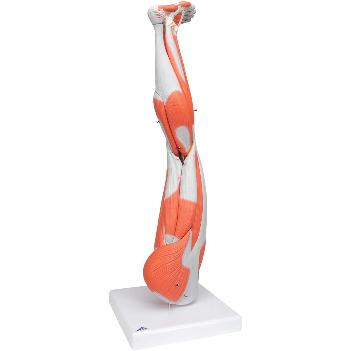 3B Scientific Muscular Leg Model 9 parts
