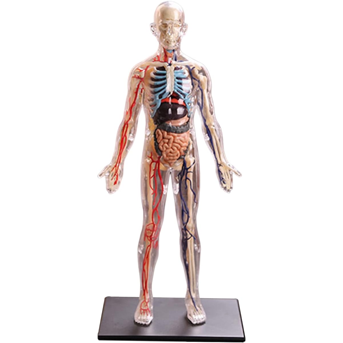 Interactive Human Body Full Anatomy Kids Anatomy Kit Human Body Model with Detachable Muscles, Organs, Bones STEM Kids Dissection Toy – Ages 8+