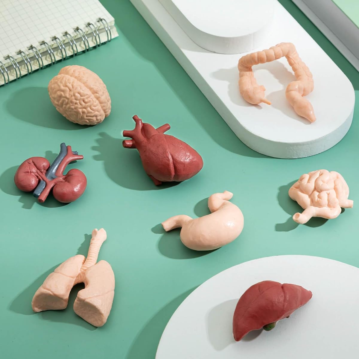 Mini Human Body Model for Kids 8 Piece Body Parts Set Anatomy Toy 3D Anatomy and Physiology Learning Tool for Student Class Learning