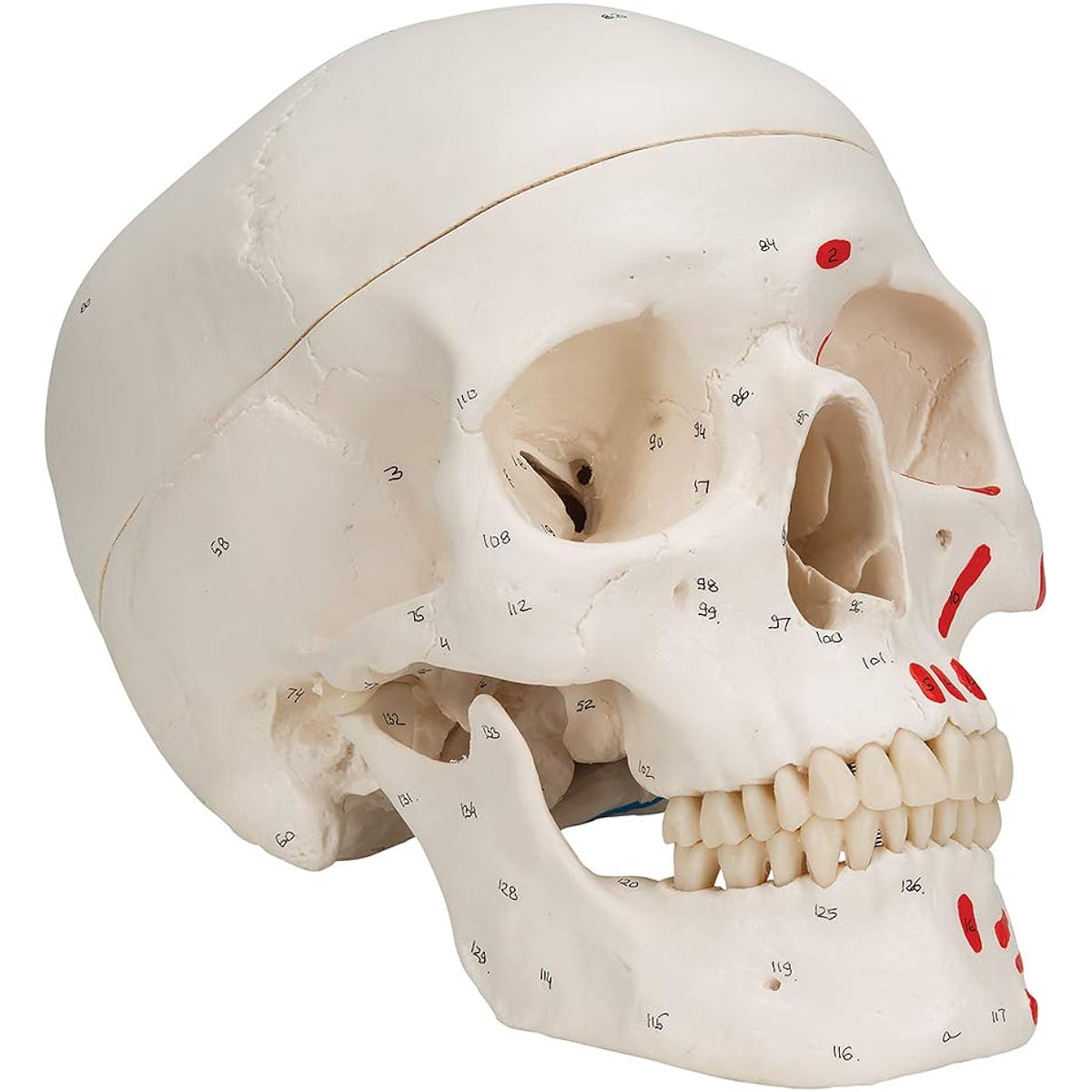 3B Scientific Classic Skull Painted 3 parts