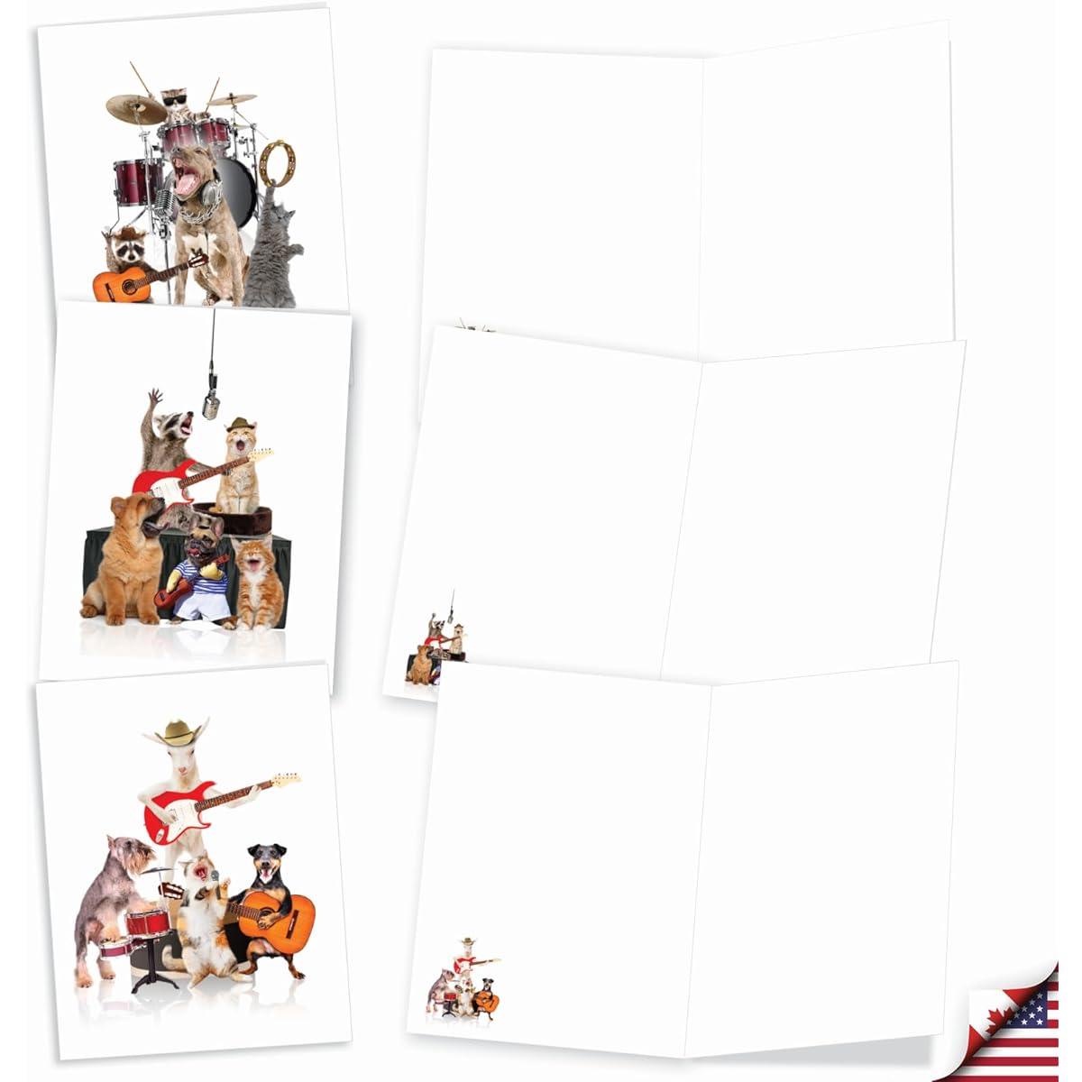 The Best Card Company Animal Band - Box of 20 All Occasion Cards - Bulk Set AM9508OCB-B2x10