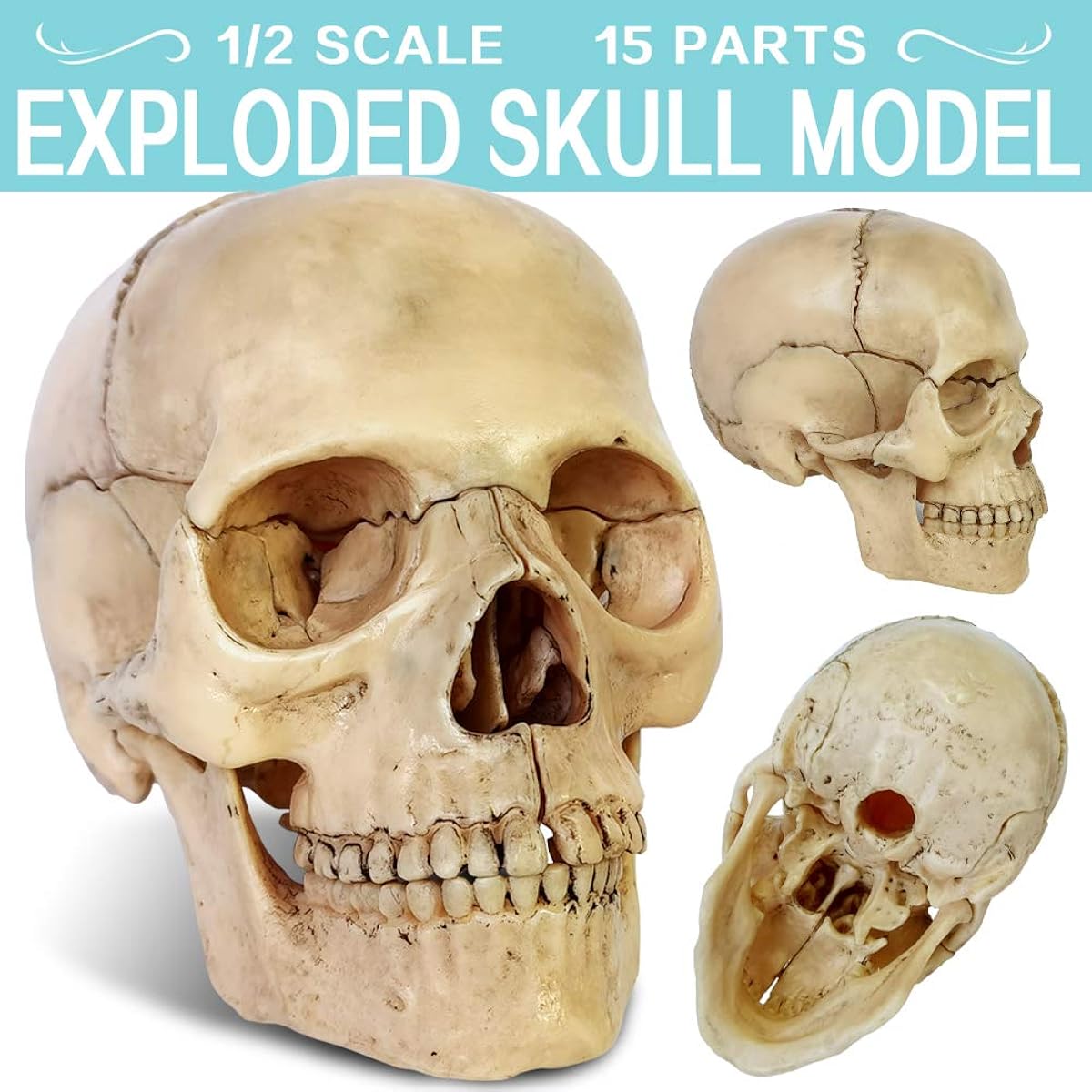 2021 Newest 15 Parts Palm Size Anatomy Disassembly Mini Human Color Medical Skull Model Dental Clinic Teaching Instrument Medical Education Learning (Bone Color)