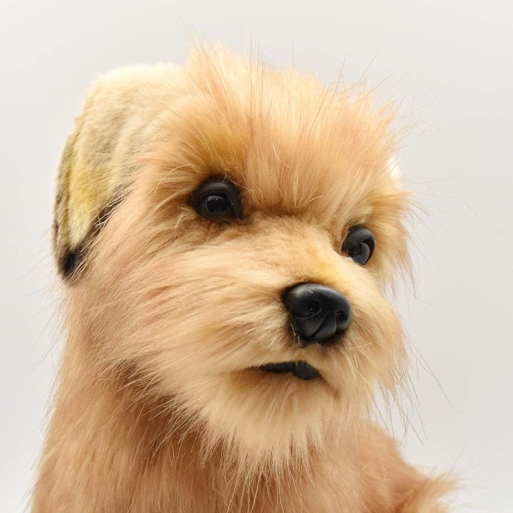 Norfolk Terrier No.3996