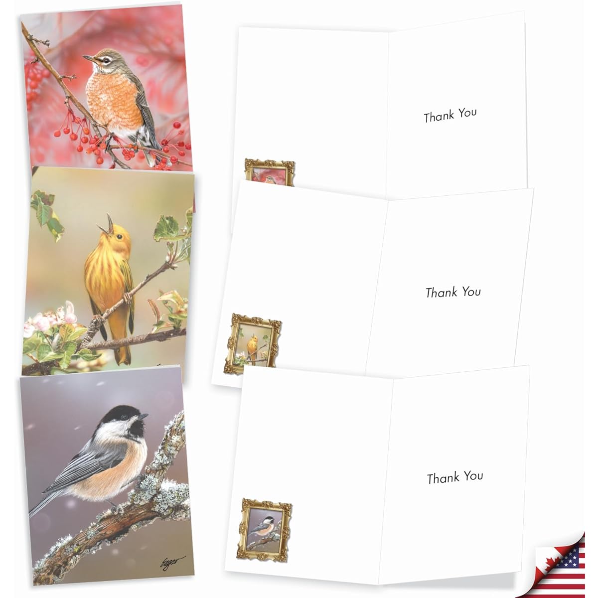 The Best Card Company Bird Beauties - 20 Thank You Note Cards with Envelopes (4 x 5.12 inches) - AM9616TYG-B2x10