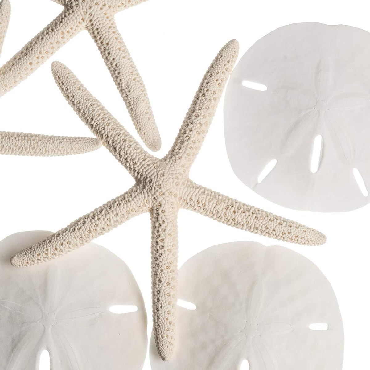 White Finger Starfish and Sand Dollar Collection | (3) 4"-6" White Finger Starfish and (3) 3 1/2" White Sand Dollars | Wedding Seashell Crafts | Joseph Rains 1 Pack White NCT83209