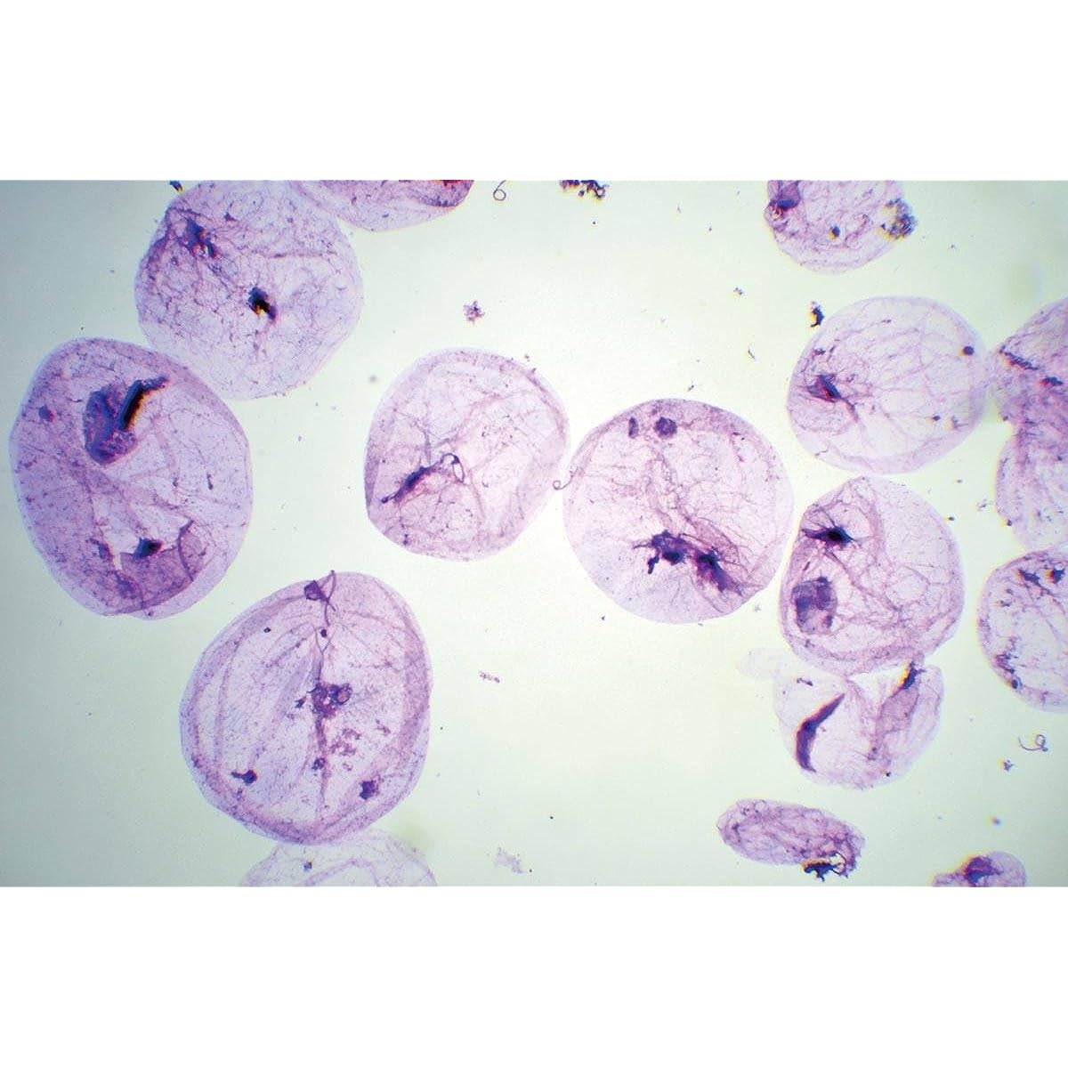 Kenis Various microorganisms in freshwater and seawater 10 types of slides (1-157-350) Let's observe microorganisms under a microscope!