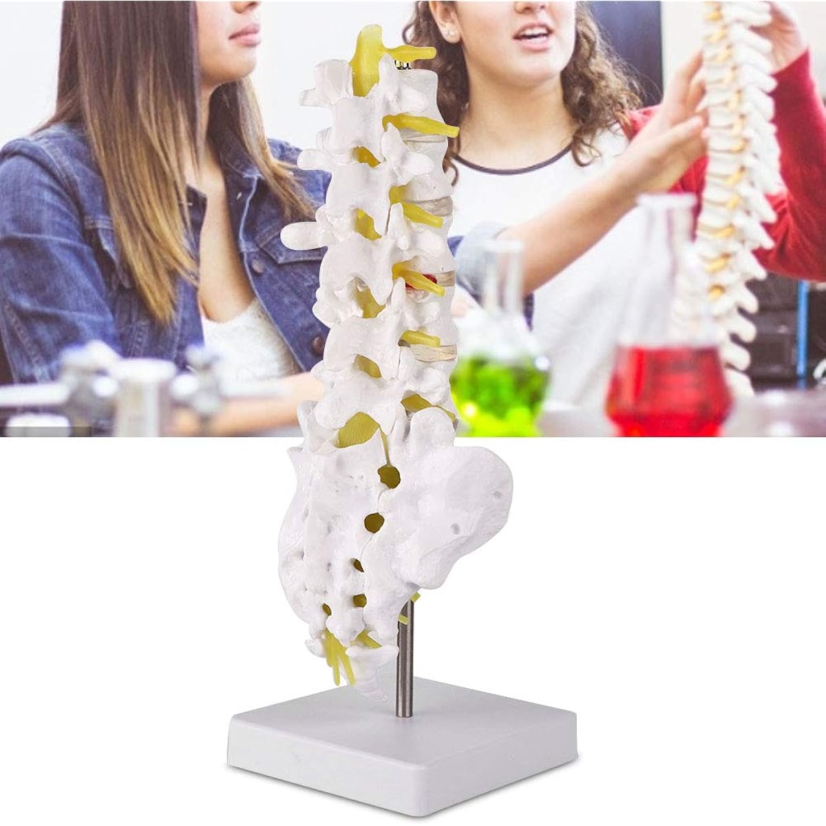 Spine Model Lumbar Spine Model Human Lumbar Spine Teaching Model Tool