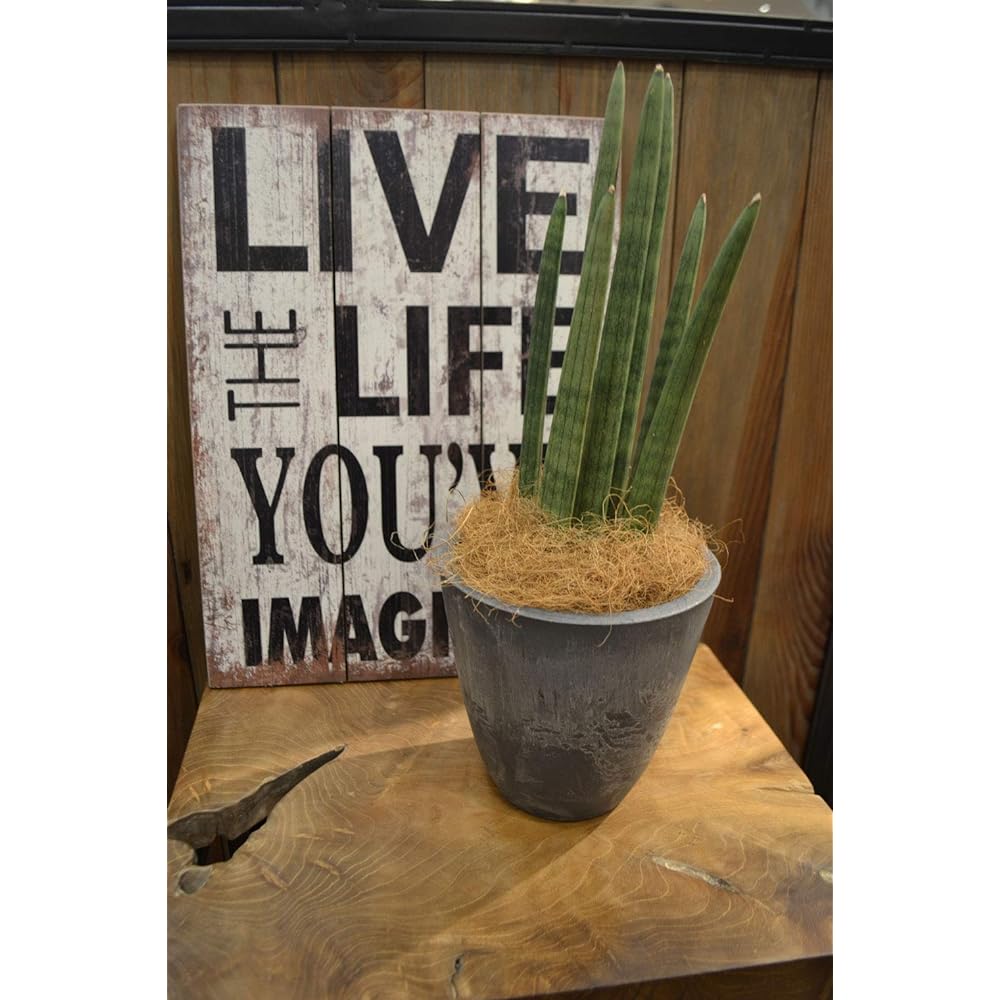Richell Pot Planter Botany Plain Pot 15 Type Diameter 15.3 x Height 15.1cm 000645 Dark Gray 5 pieces