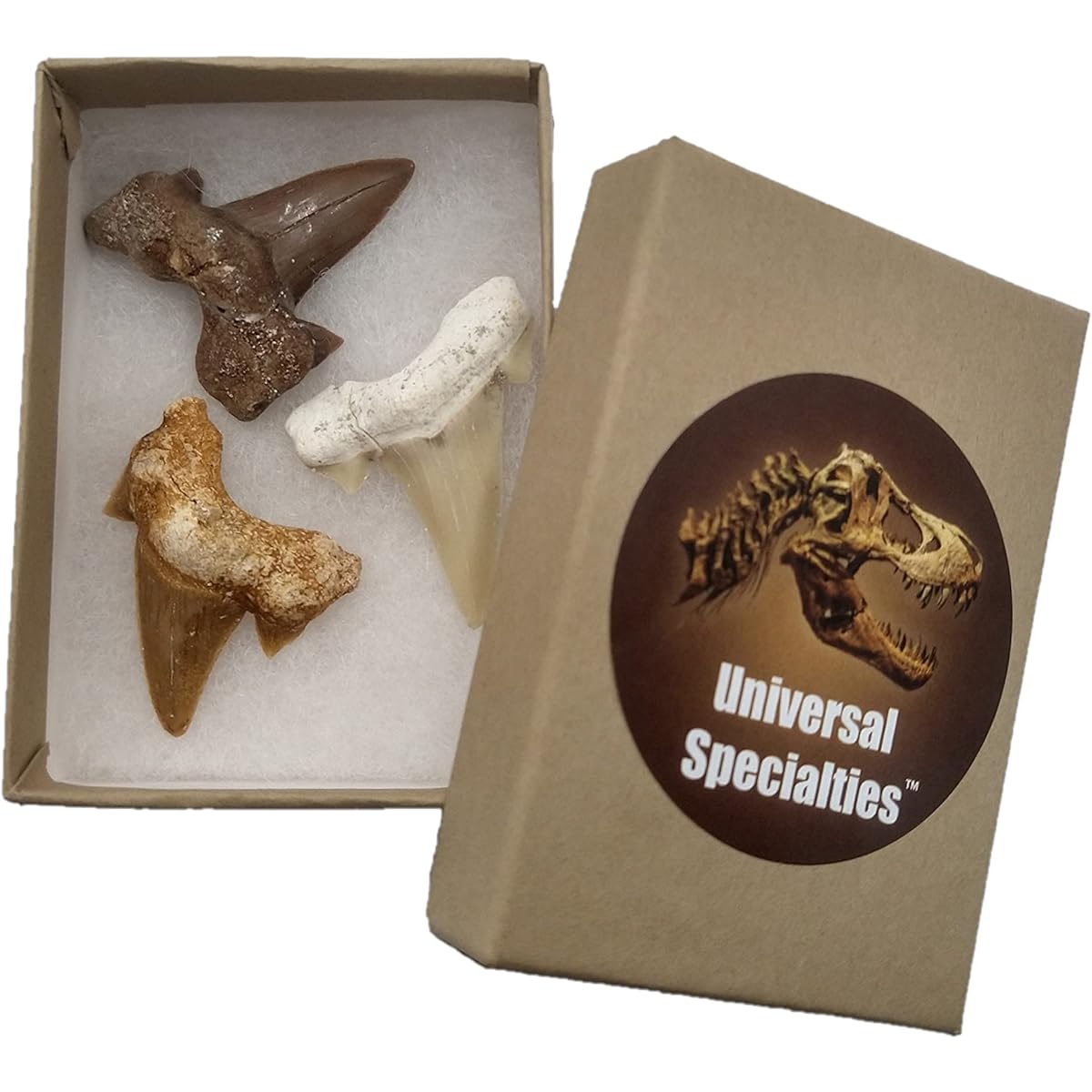 Universal Specialties 3 Large Shark Teeth Real Fossilized Specimens Perfect for Classroom Teaching Arts & Crafts Necklace Play Excavation Real Teeth Craft Collector's Jewelry Box