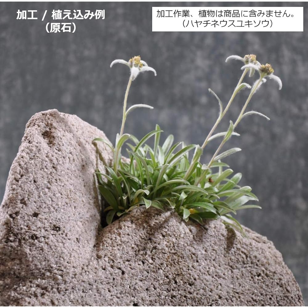 Kobohayachine Assortment of anti-firestone (pumice) stones - Set of 8 for stone bonsai, original potting materials