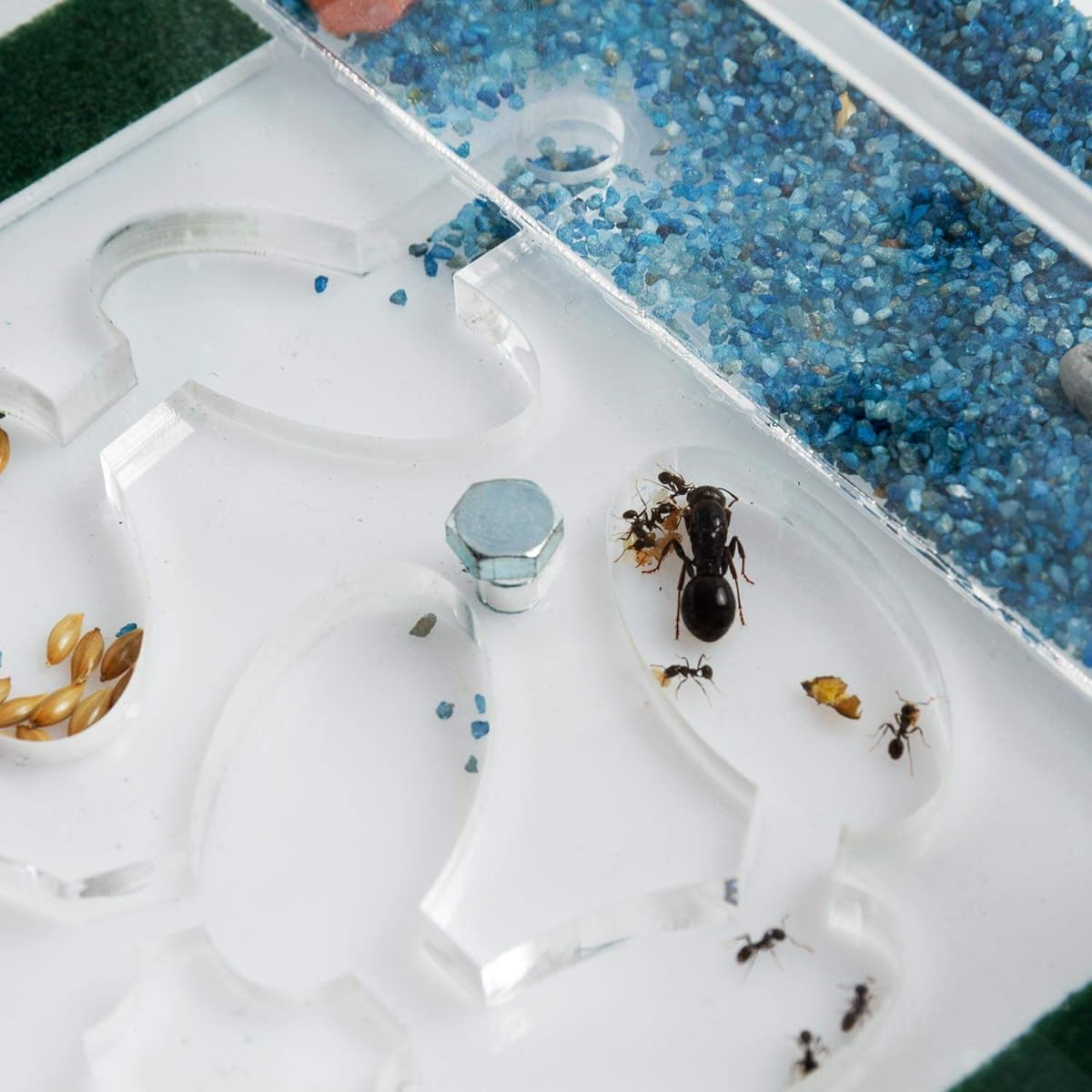 Ant Farm Educational Kit (Formicarium, Ants)