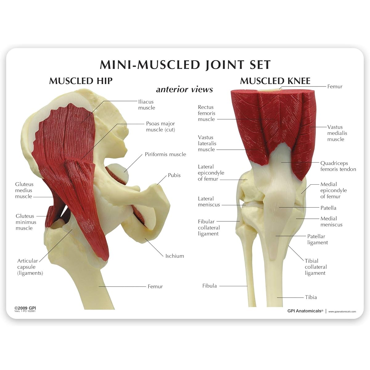 Miniature Hip/Shoulder/Knee/Elbow Joint Model Set | Human Anatomy Replica Set Hip/Shoulder/Knee/Elbow Joints Doctor/Office Educational Tool | GPI Anatomy