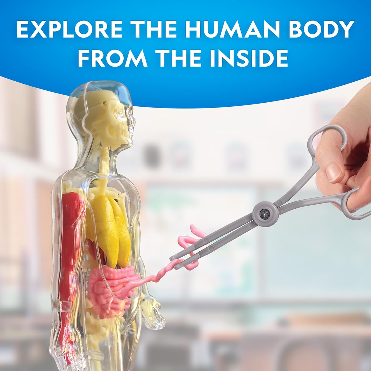 NATIONAL GEOGRAPHIC Human Body Model Glow in the Dark for Kids - 32 Piece Interactive Anatomy Model with Bones, Organs, Muscles, Stand, Forceps, ID Chart, Anatomy and Physiology Learning Tool