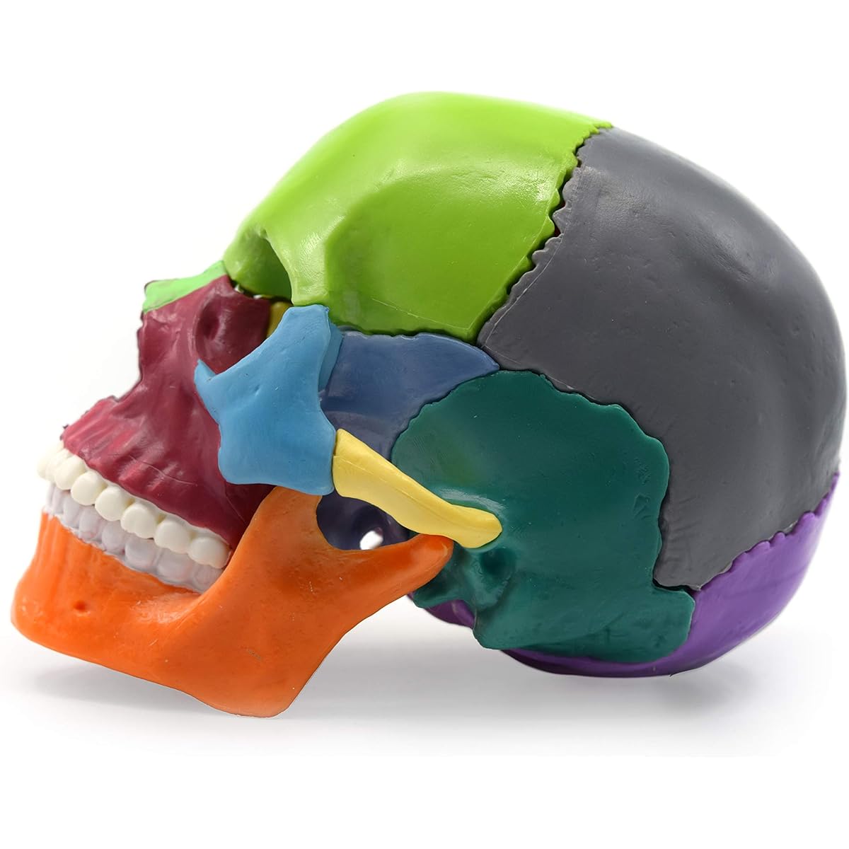 Eisco Labs Didactic Painted Mini Skull Model, Multicolor, 15 Pieces, Magnetic Mount, 1/2 Natural Size