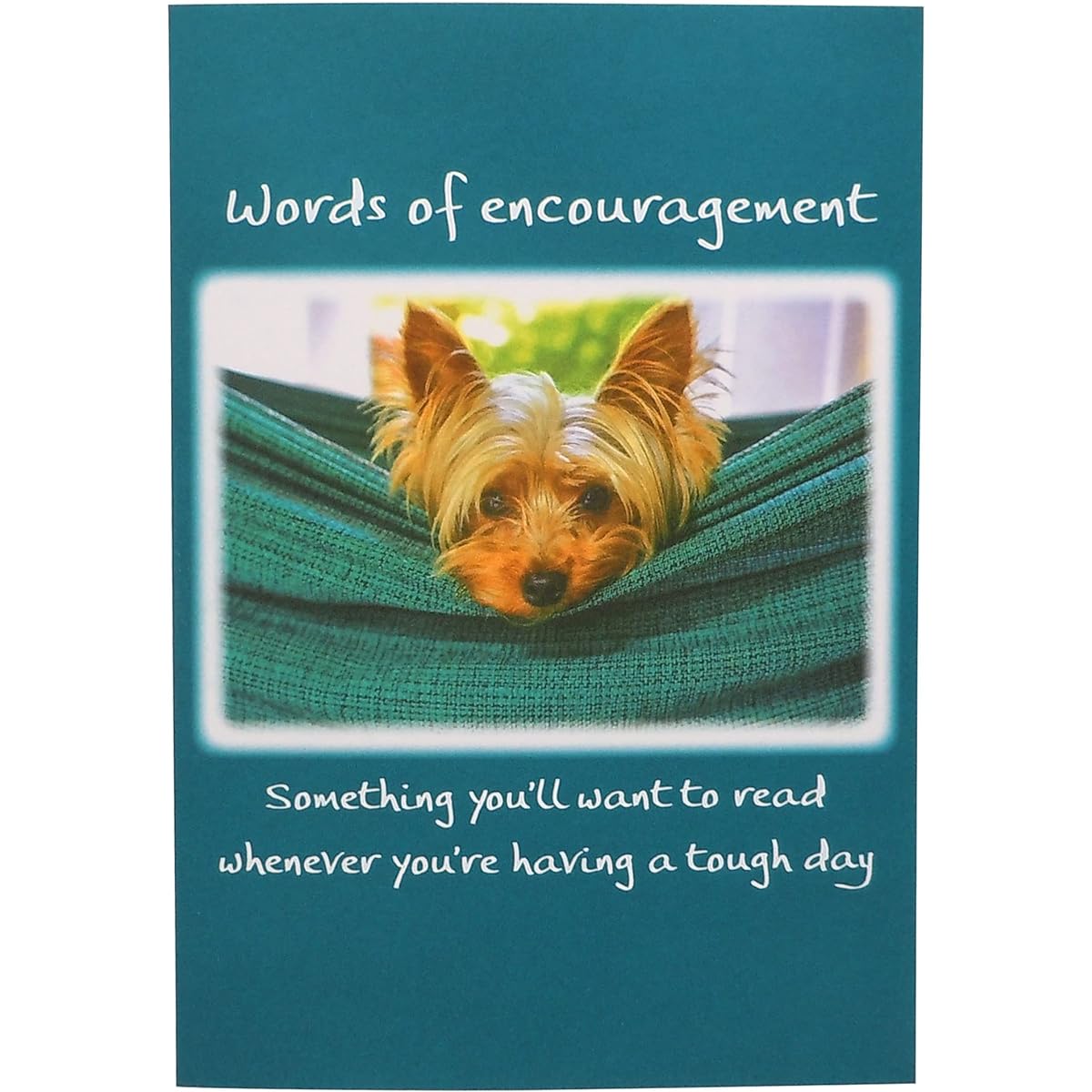 Blue Mountain Arts Dog Card Assortment - 3 Unique Greeting Cards for Encouragement, Thinking of You, and Birthdays with Adorable Dog Photos