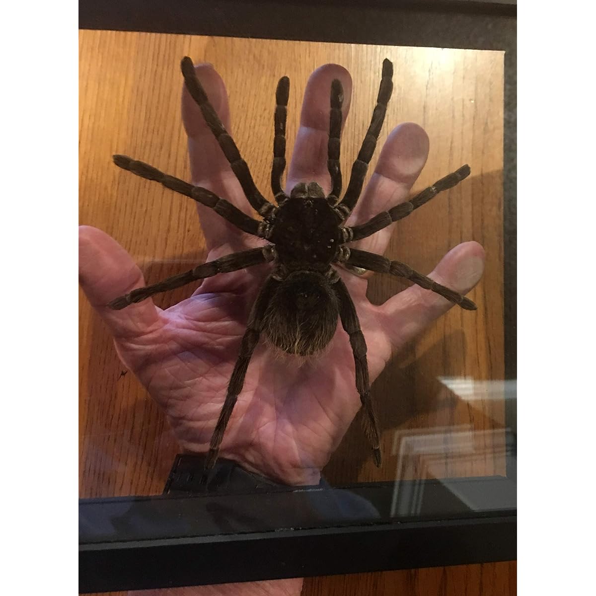 THE TOM ZONE Giant Taxidermy Tarantula Under Glass.Beautiful and Scary.Museum Quality.Stuffed Spider is LASIODORIDES STRIATUS..For Classroom, Office, Study (Black Frame)