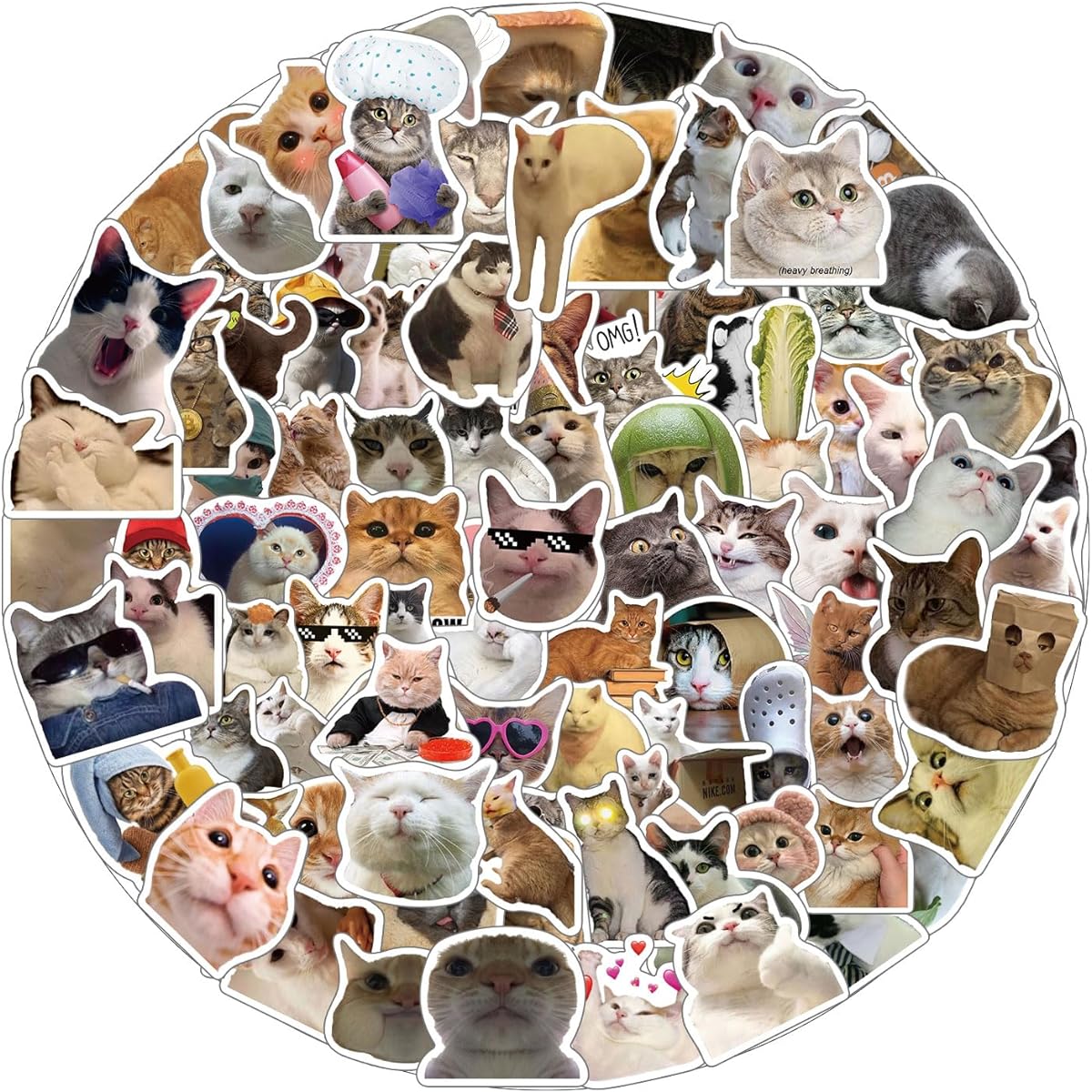 Cat Memes