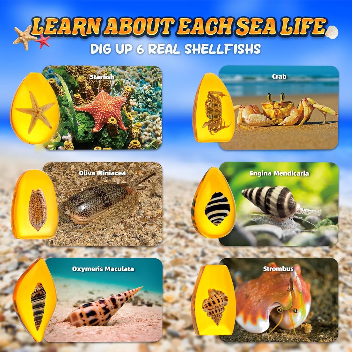 GobiDex Marine Life Amber Digging Kit Educational Toy STEM Activity Science Kit for Kids Ages 6-8-12 with Real Artificial Shells, Resin & Specimen Collection, Excavation Gifts for Boys and Girls