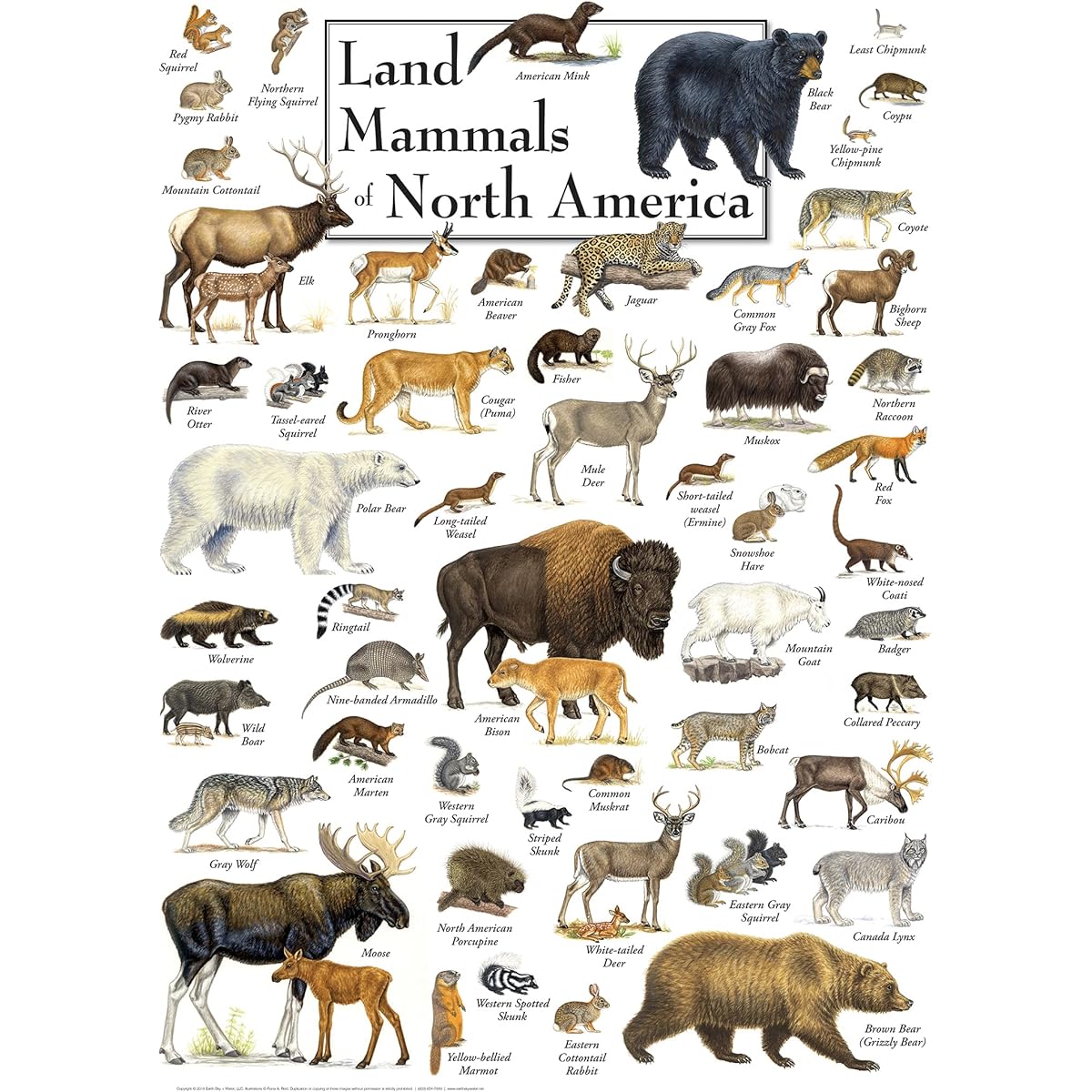 MasterPieces Jigsaw Puzzle 1000 Piece for Adults/Family/Children - Land of North America Mammals - 19.25"x26.75"