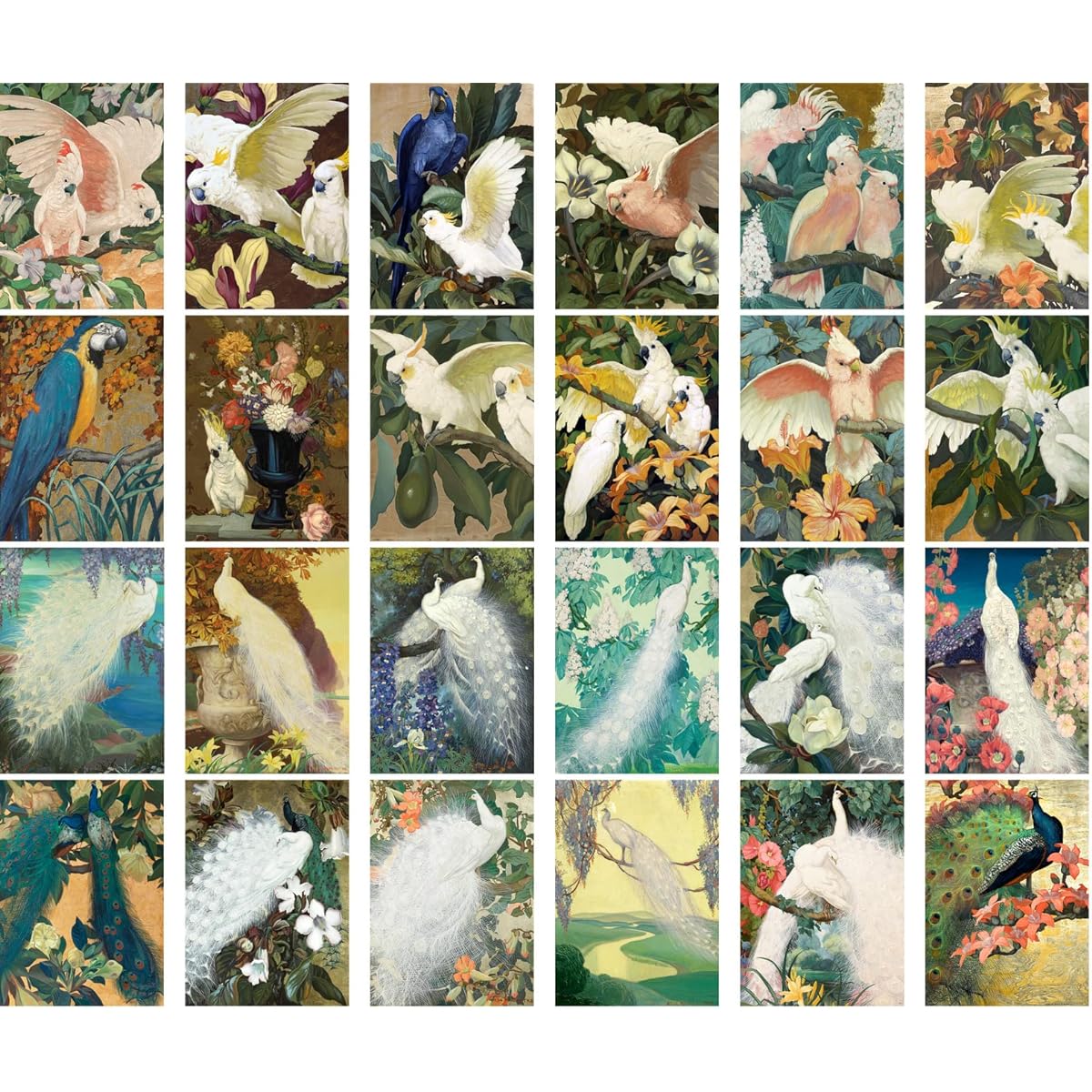 PIXILUV Vintage Postcards (24 of each 4"x6") Cute Bird Paintings of Parrots and Cockatiels Vintage Postcards Retro Greeting Cards Book Illustration Reprint
