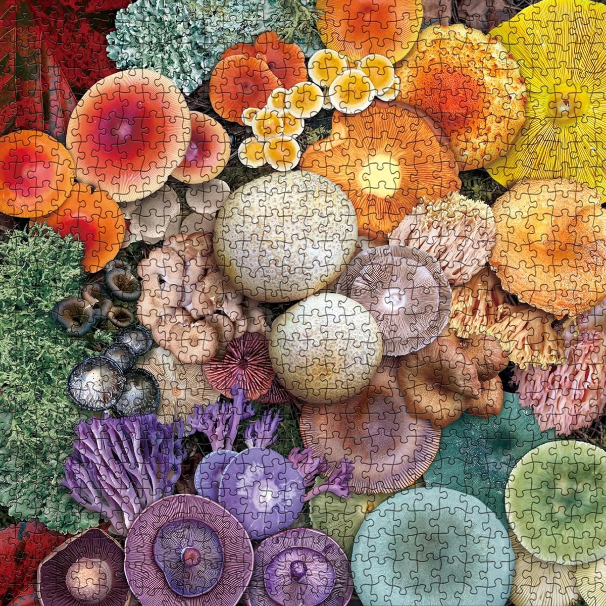 Mushroom Puzzle 1000 Piece Puzzle for Adults Colorful Mushroom Jigsaw Puzzle Blooming Cypress Tree Nature Wildlife Puzzle Rainbow Fungi Puzzle