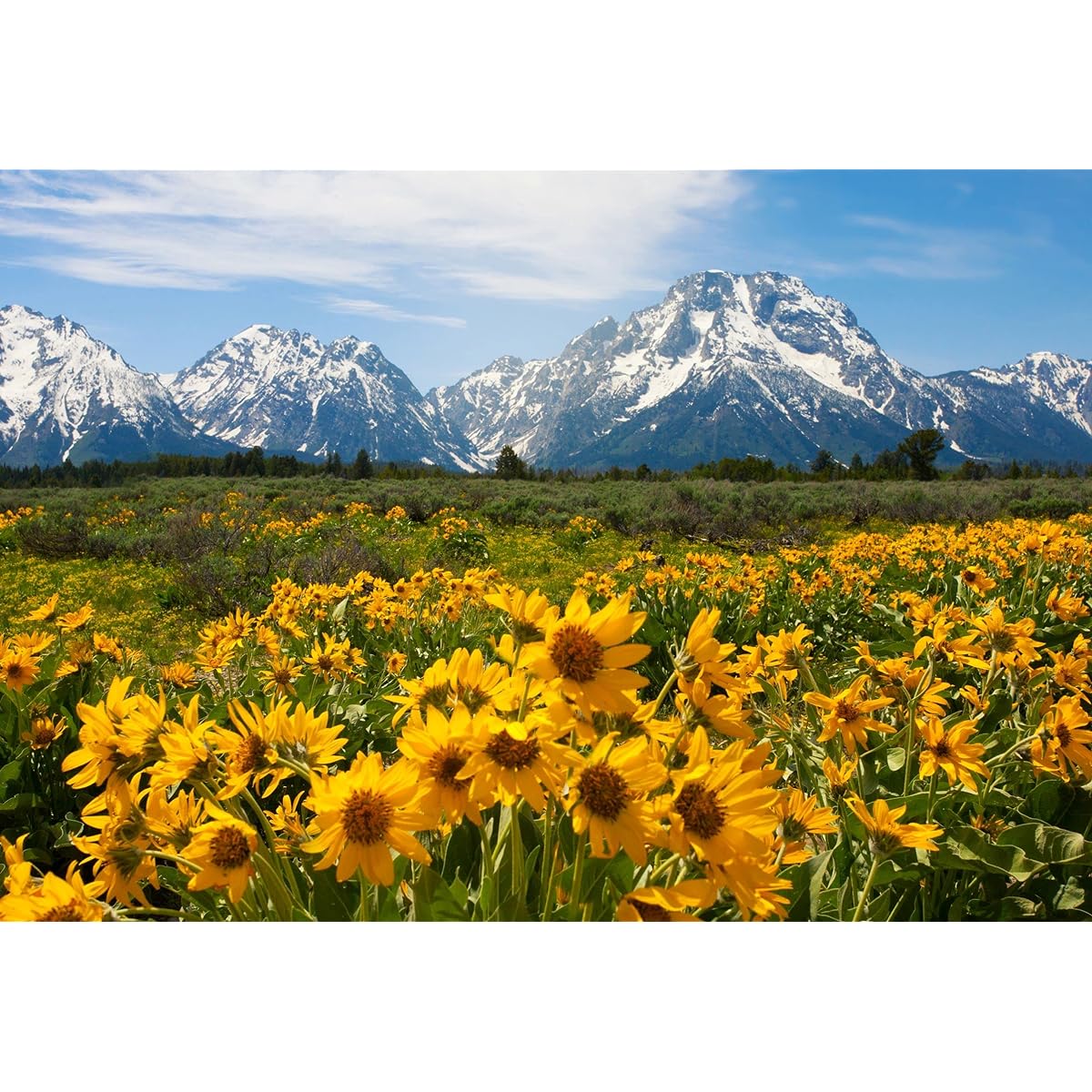 The Game Club - Yellowstone National Park Puzzle Pack - 1000 Piece Jigsaw Puzzle of Yellowstone National Park - Fun for Adults, Teens and Kids.
