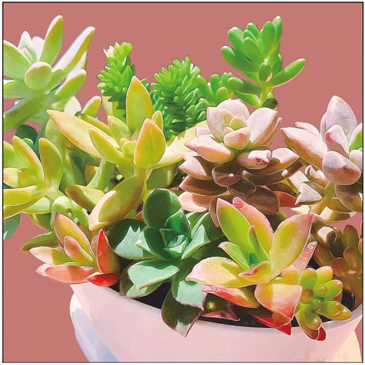Canvas 43931 Succulent S30