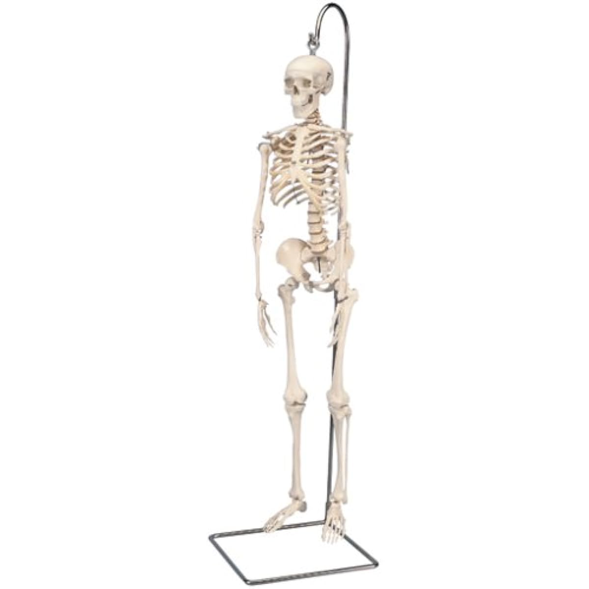 "Shorty" 1/2 scale full body skeleton model, with hanging stand