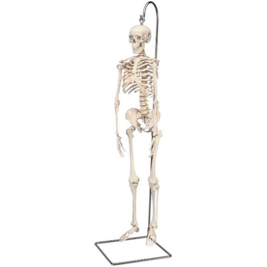 "Shorty" 1/2 scale full body skeleton model, with hanging stand