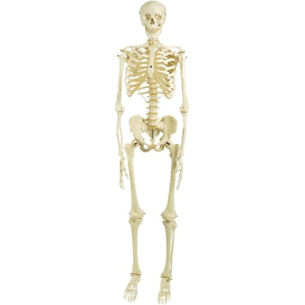 "Stan" standard skeleton model, hanging stand specification
