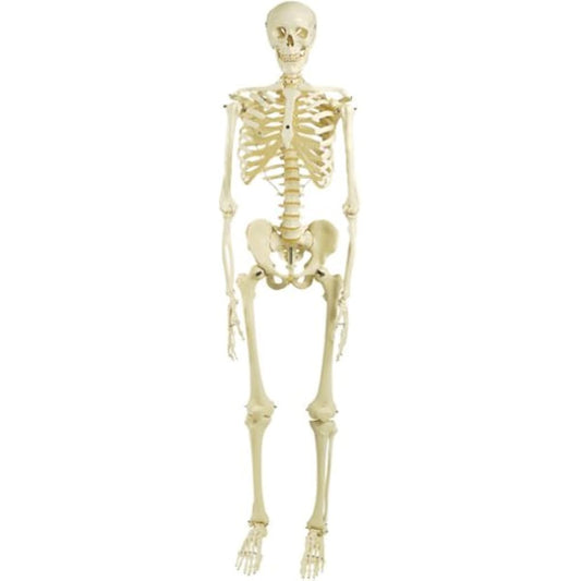 "Stan" standard skeleton model, hanging stand specification