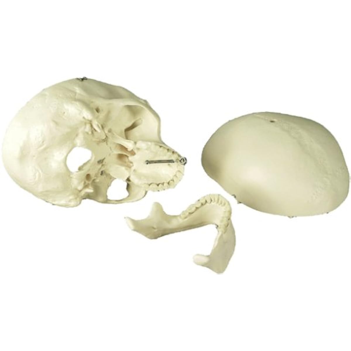 Skull, standard model