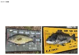 Gamakatsu Fish Care Measure Fishing Measure Fishing Measure Fish Scale LE116/LE117