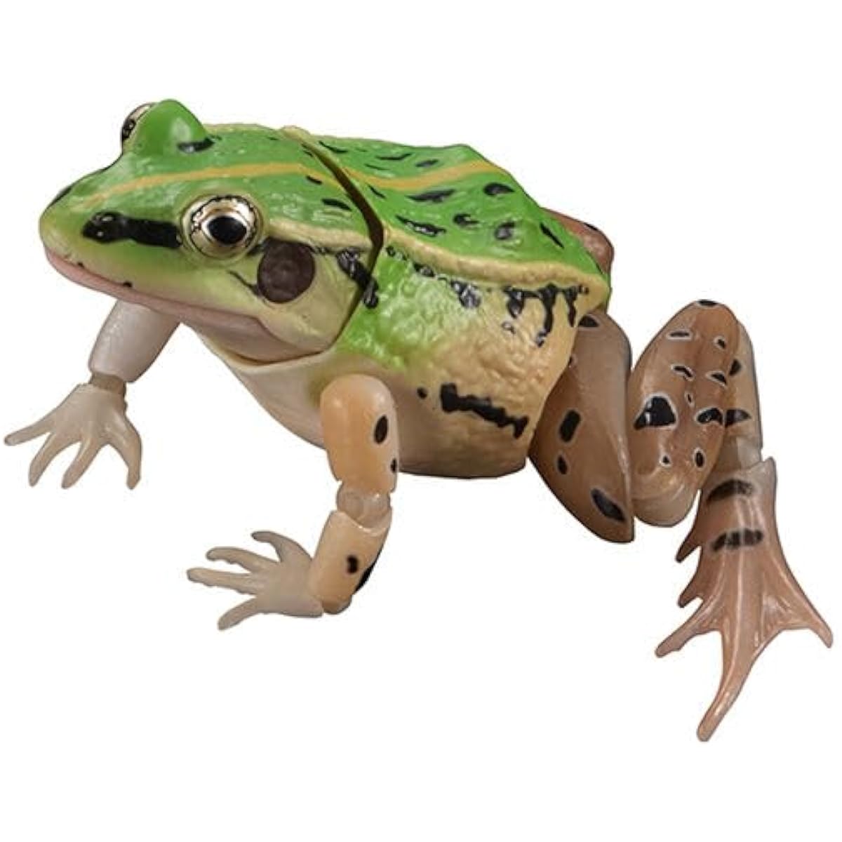 Advanced Living Creature Encyclopedia: Tonosama Frog [Complete Set of 4 Types] Gacha Capsule Toy