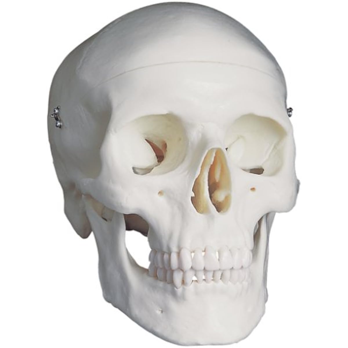 Skull, standard model