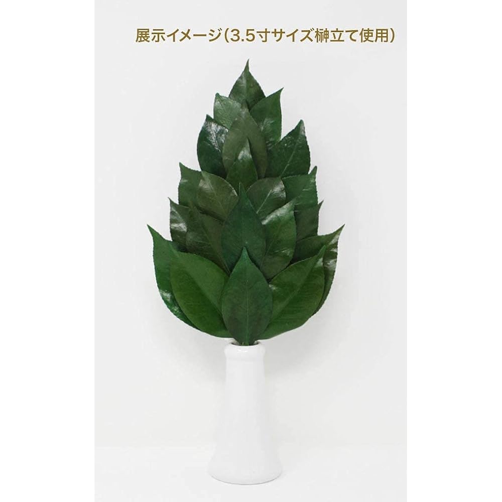 A&K Premium Sakaki Preserved (M size camellia leaf enlarged version / 1 pair / approx. height 34cm x width 14cm) Uses high quality camellia leaves from Tanba Shinto altar for offerings Sakaki