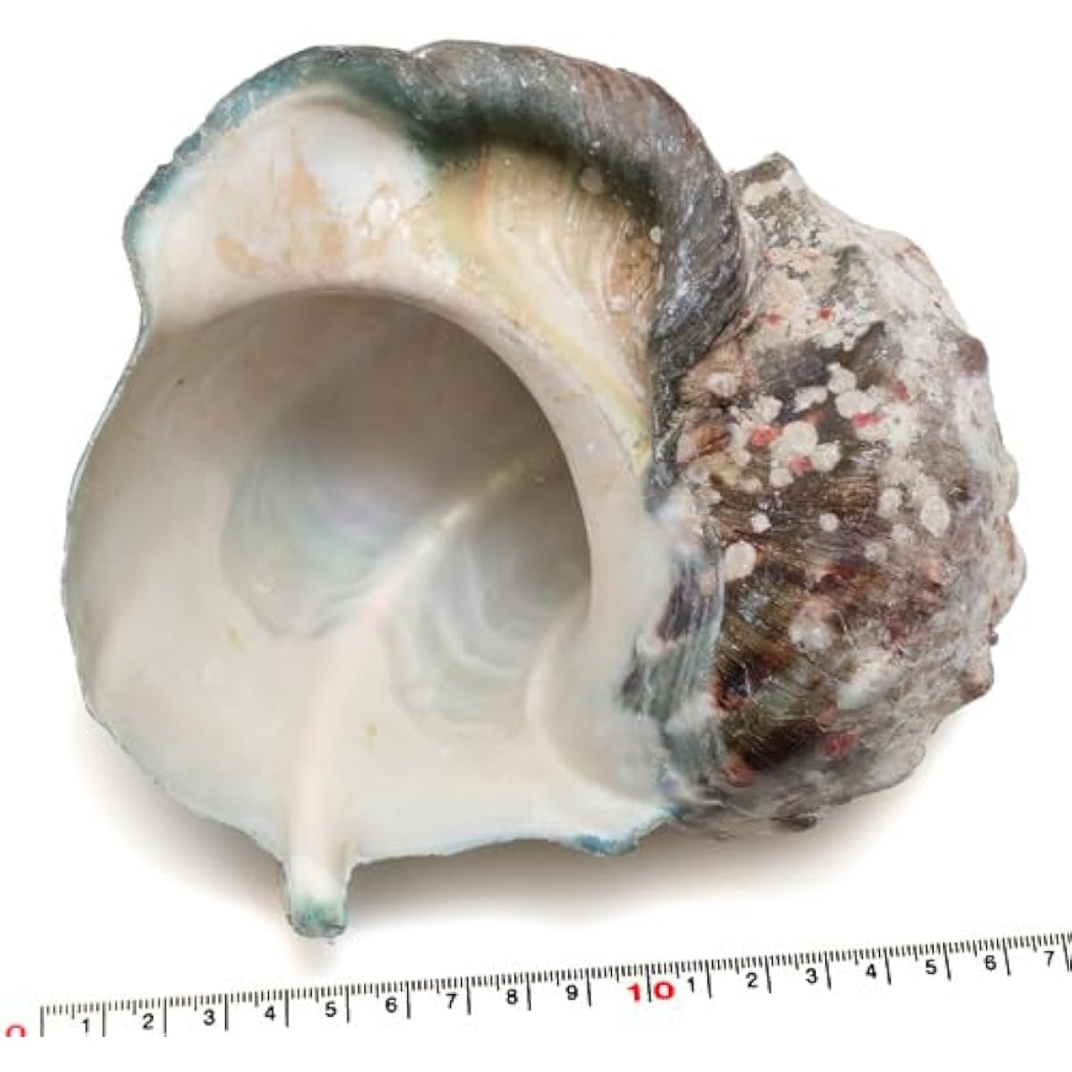 [Shell parts] Luminous shell, size L
