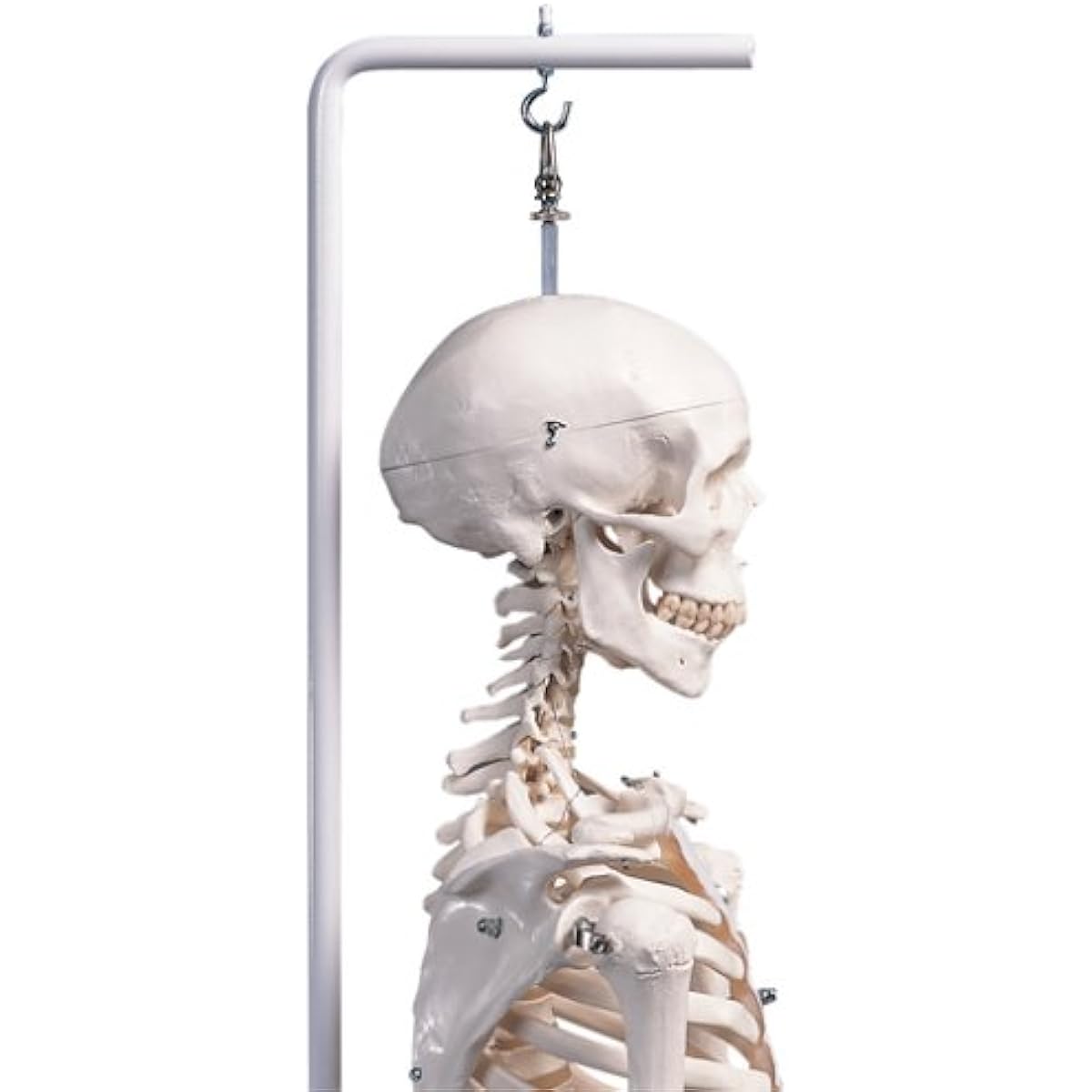 "Stan" standard skeleton model, hanging stand specification