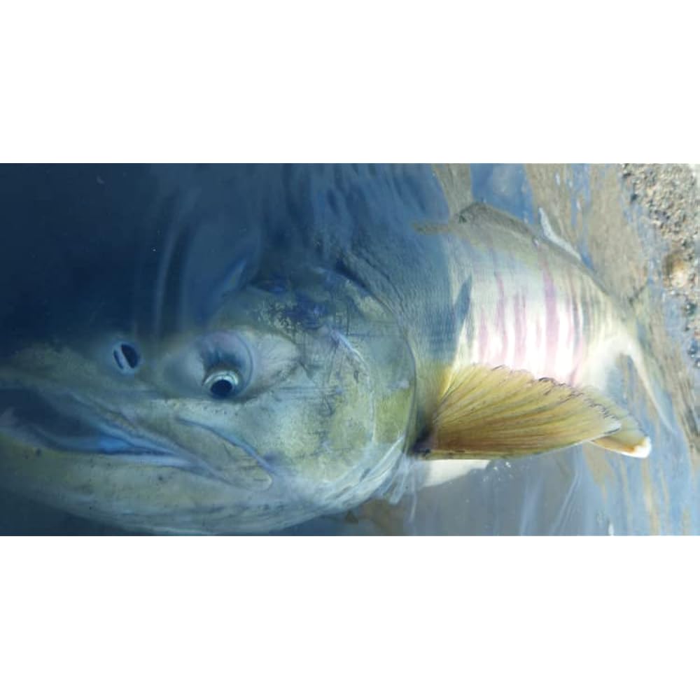 Alpha Tackle Rod CRAZEE SALMON SHAFT Crazy Salmon Shaft