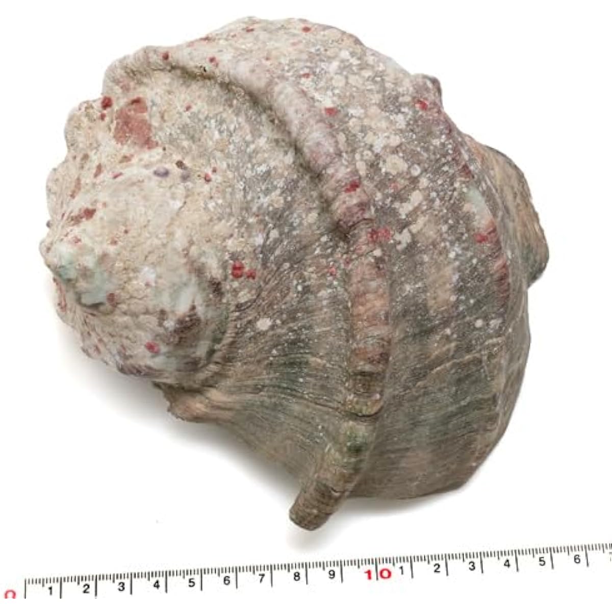 [Shell parts] Luminous shell, size L