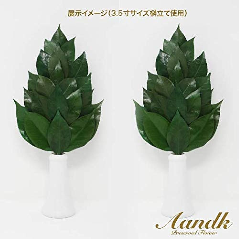 [A&amp;K] Sakaki, Extra Large, Thick-Shing, Type, 1 Pair (Uses Fresh Leaves) Preserved Sakaki (Made with Premium Camellia Leaves from Tanba) < Utility Model Registration No. 3222297> Handmade, Handmade,
