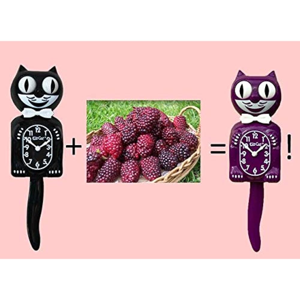 Kit Kat Croc (Boysenberry) Lady