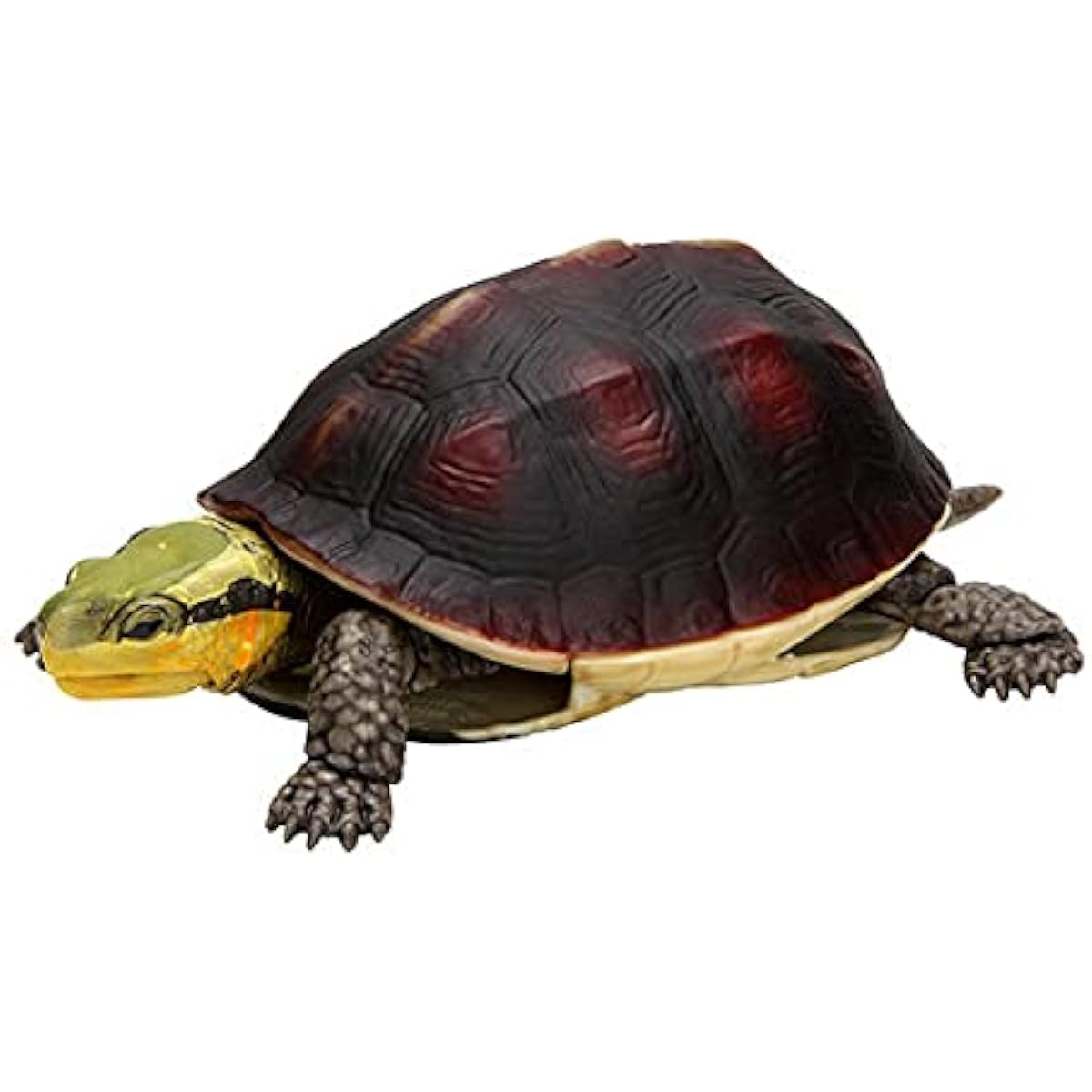 Turtle 04 Encyclopedia of Creatures Box Turtle [Set of 5 types (Full Complete)] Gacha Gacha Capsule Toy